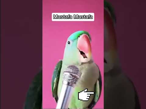 Мустафа Мустафа #реки2024