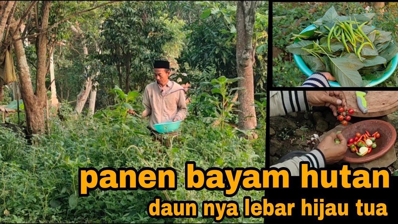 Sayur bayam hutan masak kuah bening