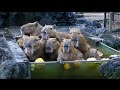 次々と温泉からあがるカピバラたち（埼玉県こども動物自然公園） Capybaras' Onsen