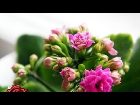 Video: Kalanchoe (52 Fotografije): Briga Za Ukrasni Cvijet Kod Kuće. Kako Izgleda Sobna Biljka Tokom Cvatnje?
