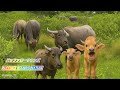 Farm Buffalo Calls in Peaceful Countryside | Relaxing Nature Sounds 4K (No Music)
