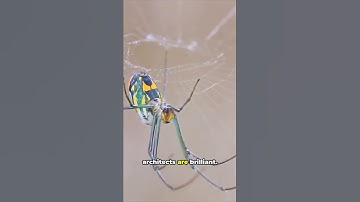 Why don’t spiders get tangled in their own webs?