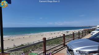 Mobile dog gym - Live stream