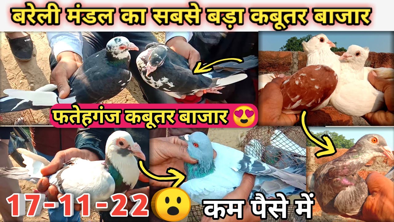 Bareilly Mandal ka Sabse Bada Kabutar Market.Fatehganj Kabootar Market/Bareilly Rampur Road😱17-11-22