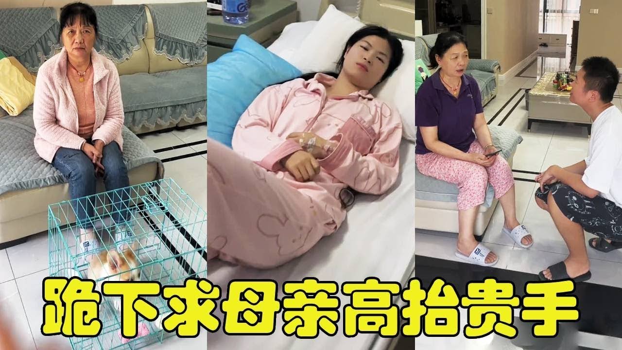 我的恶毒妈妈40度高温把柯基扔外面，跪下求母亲高抬贵手！女友还住院需要我照顾，双重打击！【勋勋】
