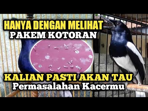 CARA MENGETAHUI PERMASALAHAN KACER HANYA DENGAN MELIHAT PAKEM KOTORAN