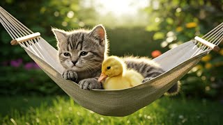 Милый котёнок и утёнок  сборник