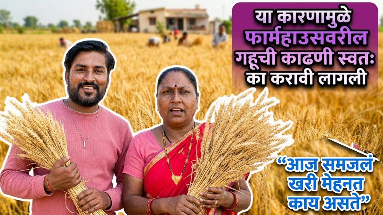 या कारणामुळे फार्महाउसवरील गहूची काढणी स्वतः ला करावी लागली😍😱#shakuntalabangale #vlogs #marathi   