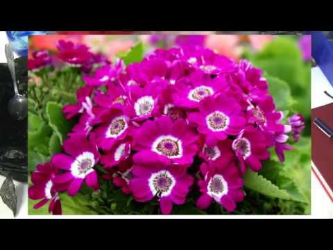 ცინერარია