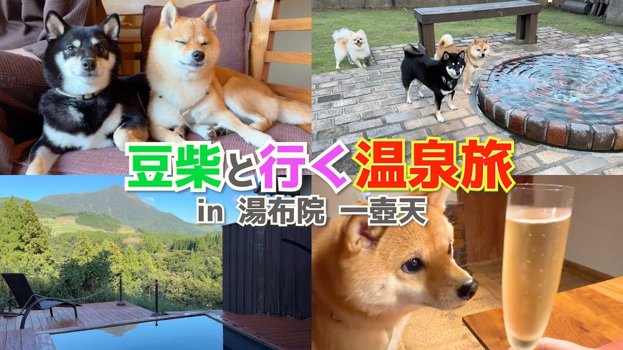【犬と温泉】一緒に泊まれる犬宿が最高すぎました!!