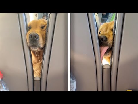 Hungry Dog Wants All The Snacks | HILARIOUS PET FAILS