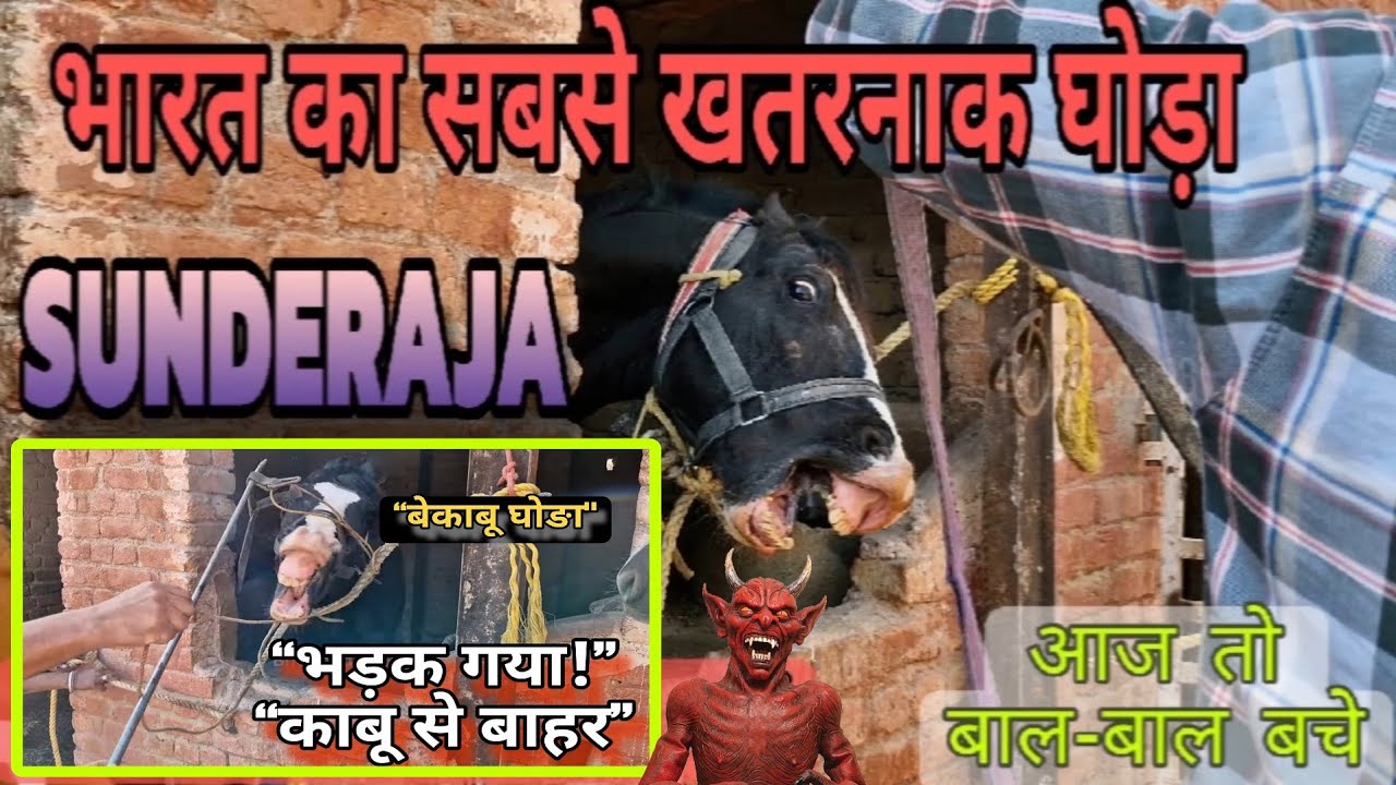 Horse Marwari तूफानी घोङे की दादागिरी इस घोडे काबू करना बहुत मुश्किल था!अब मालिक के इशारे पर दौड़ता