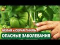 ОПАСНЫЕ ЗАБОЛЕВАНИЯ: БЕЛАЯ и СЕРАЯ ГНИЛЬ