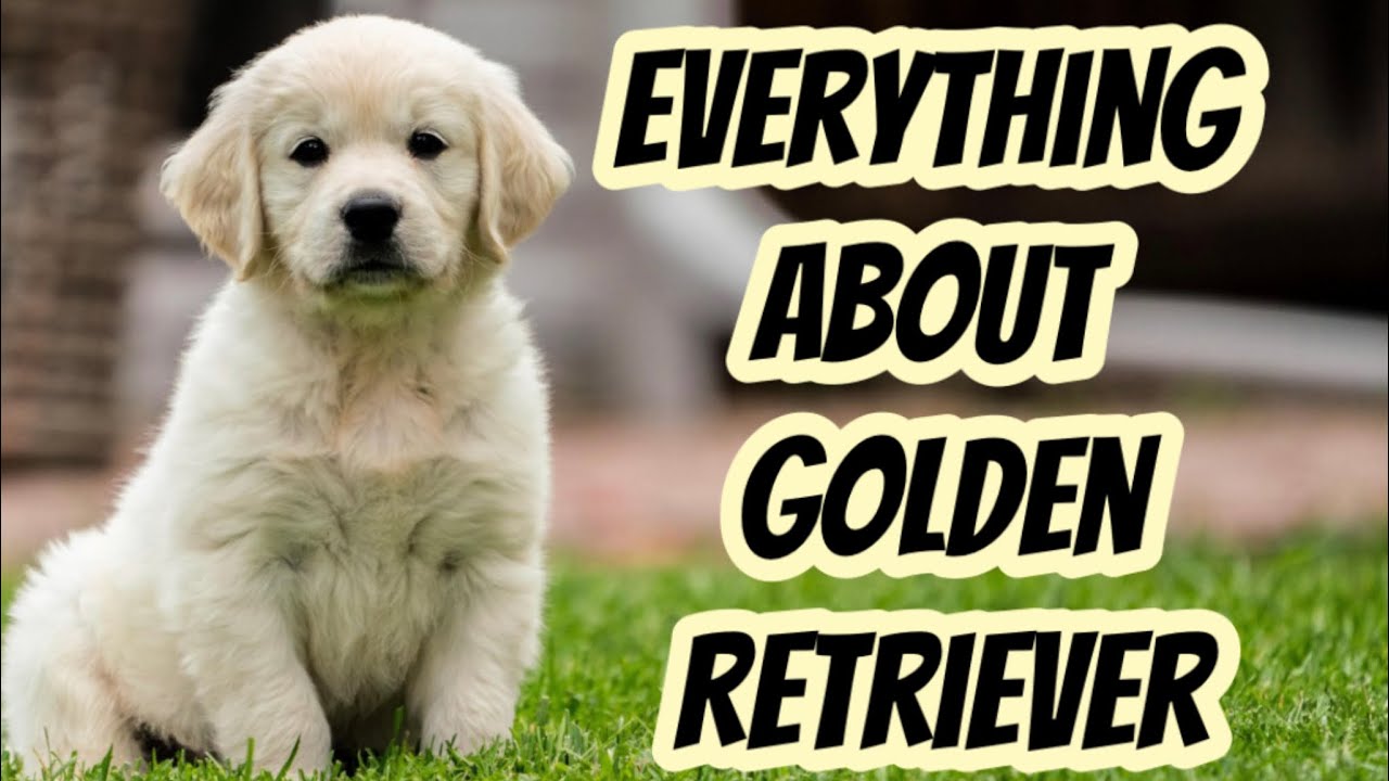 Everything about golden retriever "Adorable Golden Retriever Videos
