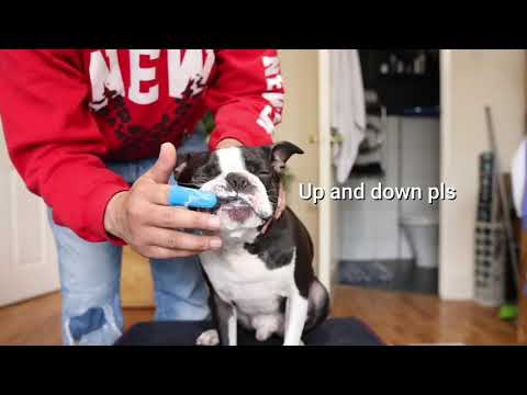 Day in the life of my dog | Boston Terrier