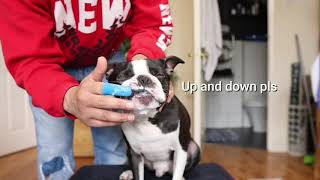 Day in the life of my dog | Boston Terrier