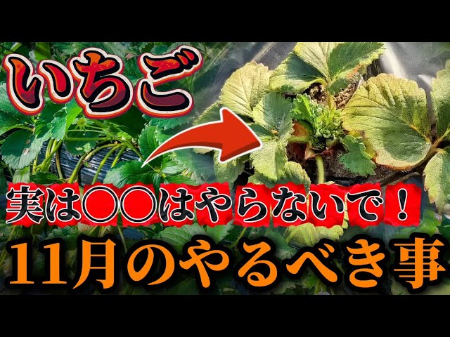Strawberries] Here's how to care for them in November