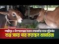 লক্ষ্মীপুর ও কিশোরগঞ্জের ভৈরবে কোরবানির পশুর পরিচর্যায় ব্যস্ত সময় পার করছেন খামারিরা | ATN Bangla