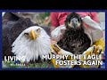 Murphy the eagle fosters another stranded eaglet  living st louis