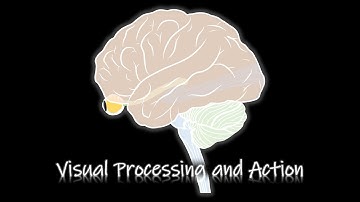 Visual Processing and Action [Perecption] [ENG/KOR]