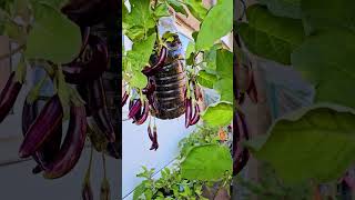 #eggplant plant growing in plastic hanging bottles and unexpectedly happened with lots of fruit