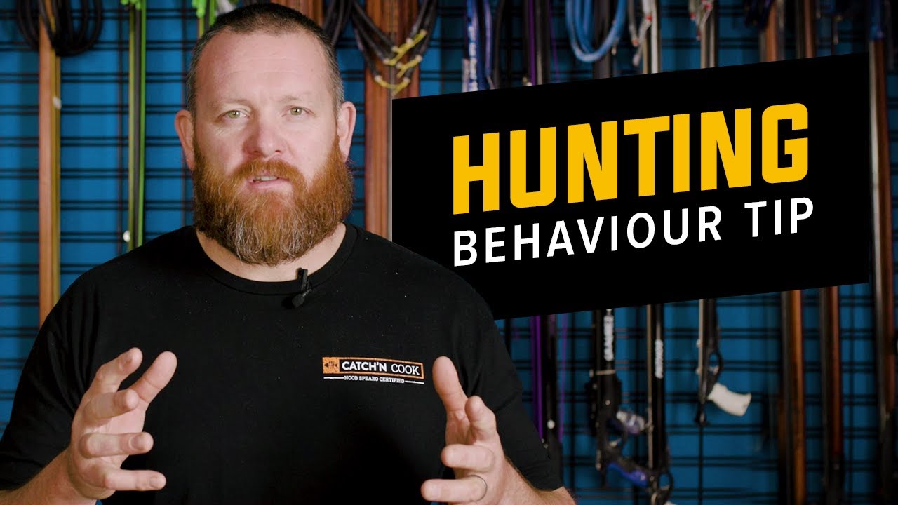 Hunting Behaviour That Will Help You Shoot More Fish
