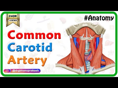 Common carotid Artery Anatomy  - Origin , Course , Relations , Branches , Clinical anatomy - USMLE