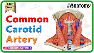 photo Arteries In Neck Area common carotid artery anatomy origin course relations branches clinical anatomy usmle