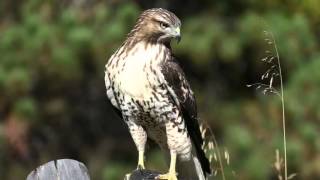 Our Environmental Commitment: Wildlife & Habitat