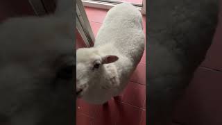 Cute Lamb At The Door!!