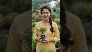 #Business idea 29, #plants nursery #green #environment