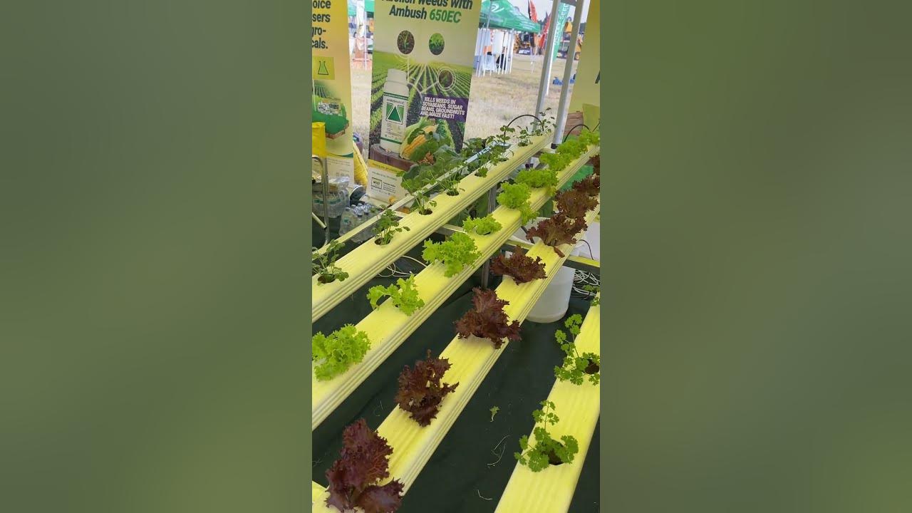 Using POOL NOODLES in HYDROPONICS? hydroponics farming food YouTube