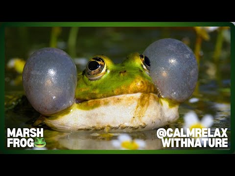 🐸Marsh Frog: Europe’s Largest Frog Species💦