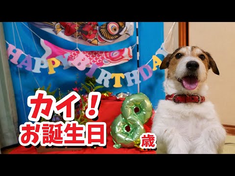 カイ8歳誕生日は、馬肉のミンチのトッピングご飯でお祝い!!