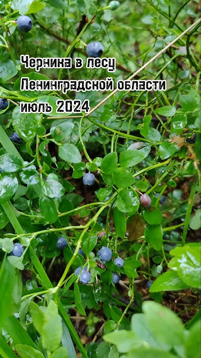Черника в лесу Ленинградской области. Июль 2024 #nature #природа #лес # ...