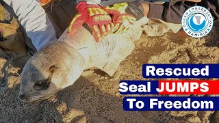 Rescued Seal JUMPS To Freedom