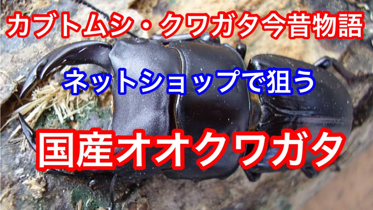 ネットショップで狙う国産オオクワガタ