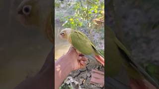 Amazing Bird Cinematic Shots | Nature Lovers Must Watch ❤️❤️😘😘😘😘😘 #shots
