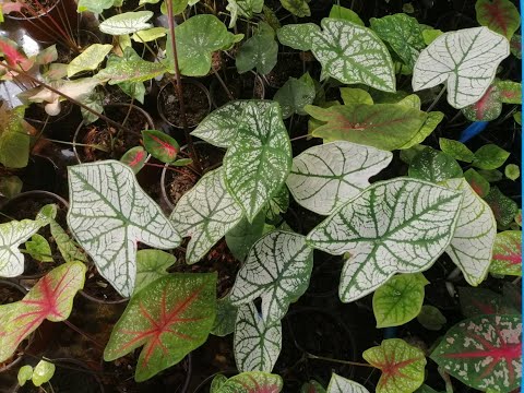 ผลสลากกินแบ่งรัฐบาล วันที่ 1 พย. 2567