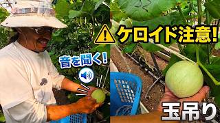 Senpikiya Melon F6#9】Avoid Scars! A Pro Technique to Check