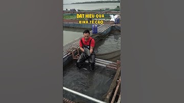 Làm Thế Nào Để Mua Cá Rô Bảo Lộc CHÍNH GỐC Và GIÁ TỐT? - Đến Với Tình Cá