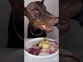 ASMR🔥生肉を食べるドーベルマン🥩#ドーベルマン　#doberman #dogasmr #asmr #咀嚼音 #犬ご飯　#mukbang #rawfood #dogmukbang #犬の咀嚼