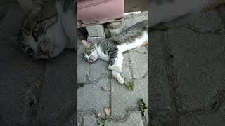 badem emekli oldu emekliliğin keyfini çıkartıyor 🧿😂🥰😻