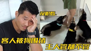 訓犬師被三條臘腸圍攻，女主人卻乾看著沒有反應，還說已經放棄治療