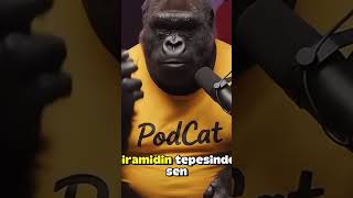 Hayvanlar Alemi Şokta Zeus Aslan, Fıstıkçıya Yenildi