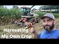 First Time Ever Harvesting My Own Crop- Corn Harvest 2021 Day 8