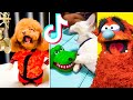 Funniest TIKTOK Animals That WILL Make You Laugh!