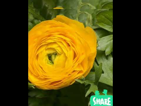 Buttercup flower blooming