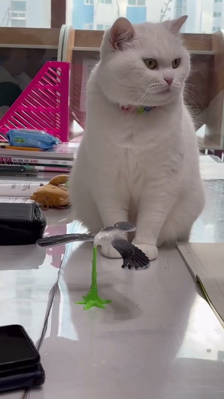 Funny  kitten