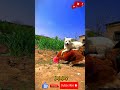 #shortvideo #shortvideo |Animals funny moments 2024
